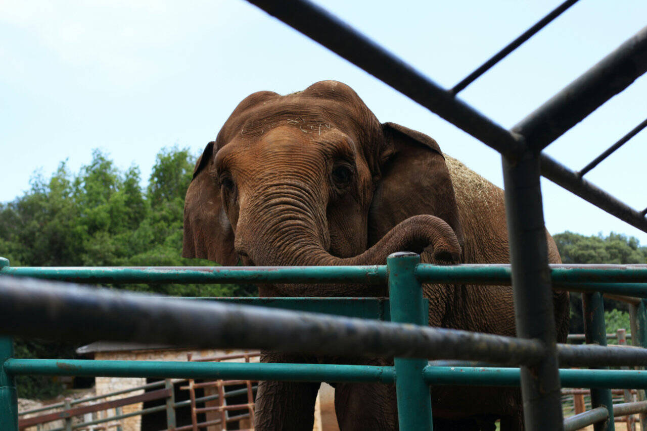 Elephant in the National park Brijuni